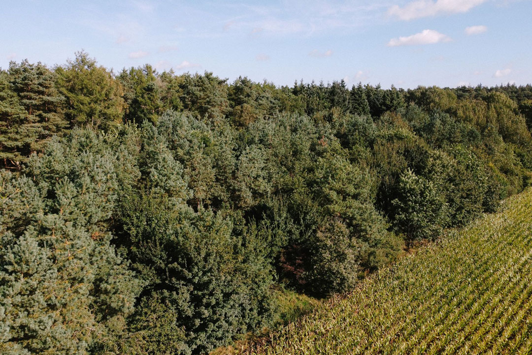 Wald Projekt Wald Projekt
