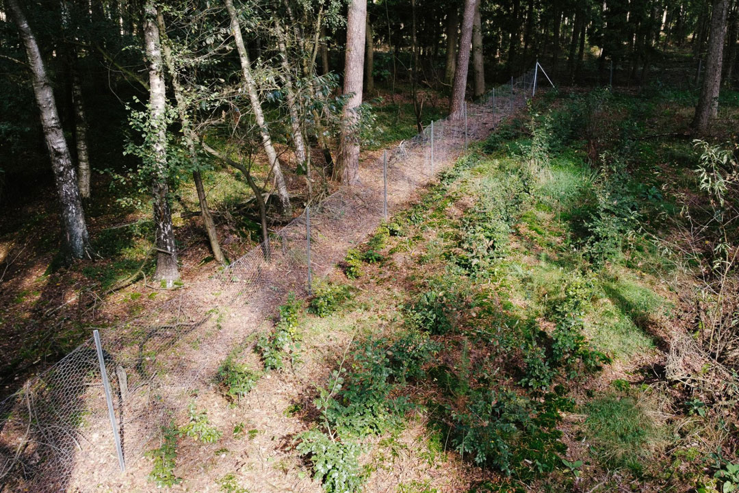 Wald Projekt Wald Projekt