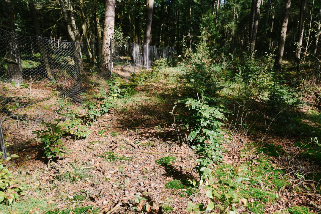Wald Projekt Wald Projekt