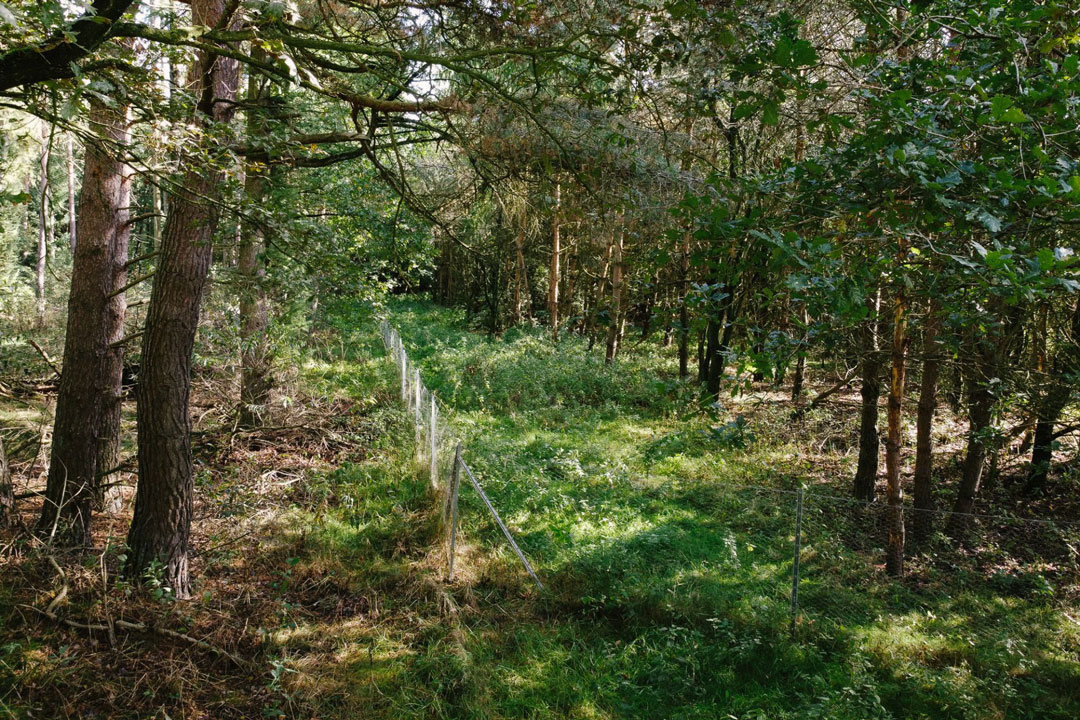 Wald Projekt Wald Projekt