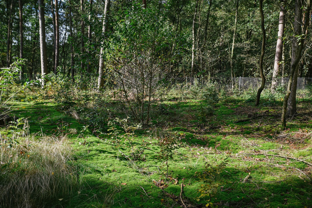 Wald Projekt Wald Projekt